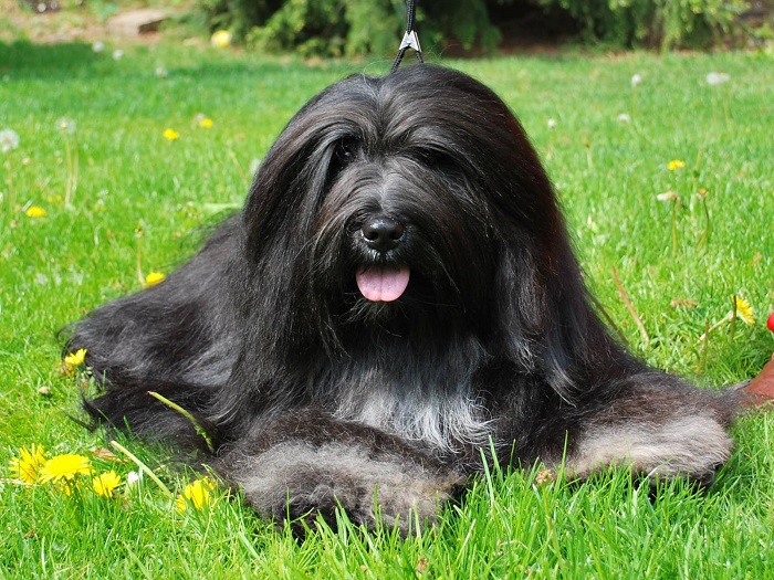 Photo Credit  http://midwestpetfinder.com/bearded-collie-characters-temperaments-caring-and-more/