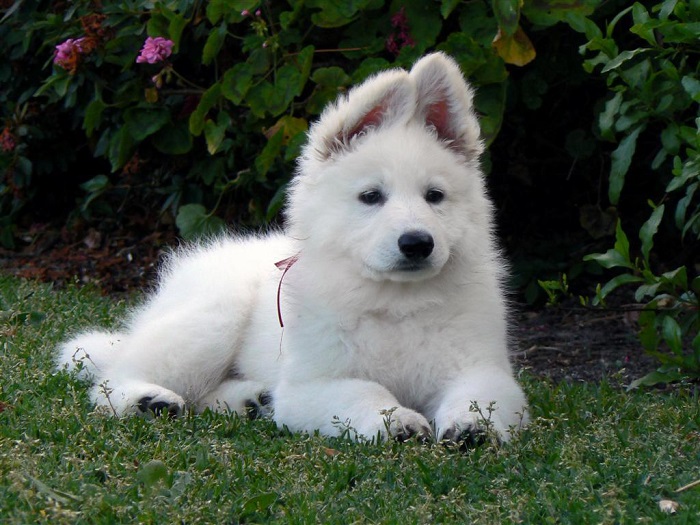  Photo Credit  http://www.dogwallpapers.net/white-shepherd-dog/cute-white-shepherd-dog-photo.html