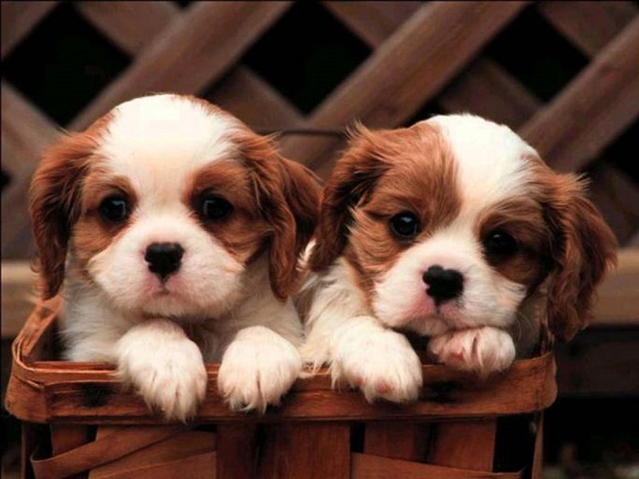 Photo Credit  http://cutepuppydog.net/wallpapers/Cavalier_King_Charles_Spaniel_Cute_Puppies.html 