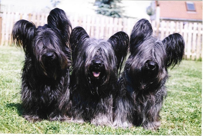 Photo Credit  http://www.dogwallpapers.net/skye-terrier/black-skye-terrier-dogs-photo.html 
