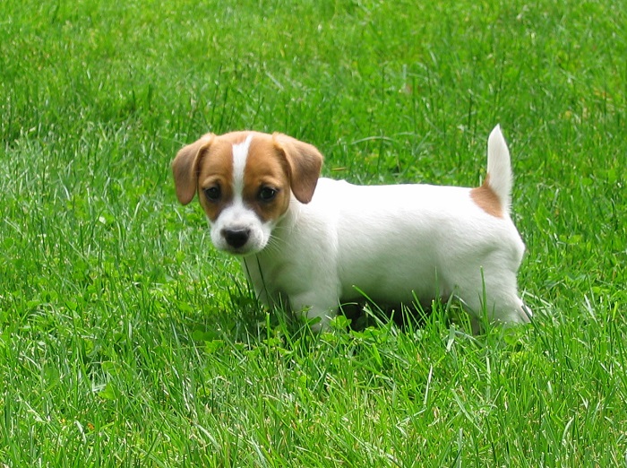 Photo Credit  http://doglers.com/dog-photos/jack-russell-terrier-dog-photos/attachment/cute-jack-russell-terrier-puppy/ 