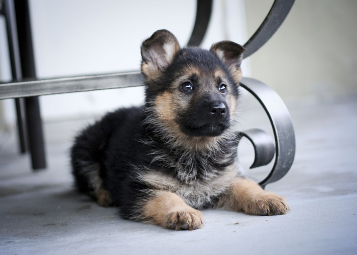 Photo Credit https://www.petsworld.in/blog/german-shepherd-puppies-cute-pictures.html 