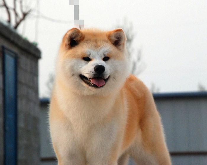 Photo Credit  http://www.coolanimalworld.com/gallery/index.php/Loyal-and-docile-Akita-Inu-dogs-pictures