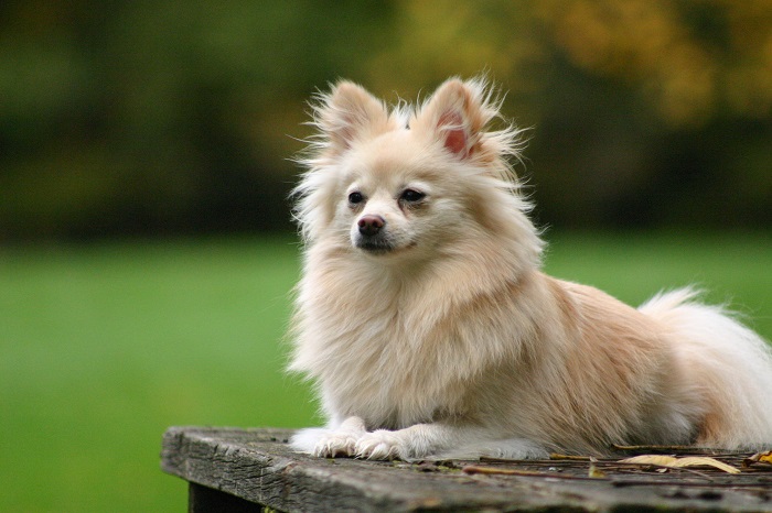 Photo Credit  http://adogbreeds.com/top-5-cutest-dog-breeds-all-over-the-world/