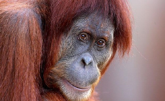 Photo Credit http://www.zoo.org.au/melbourne/animals/sumatran-orang-utan 