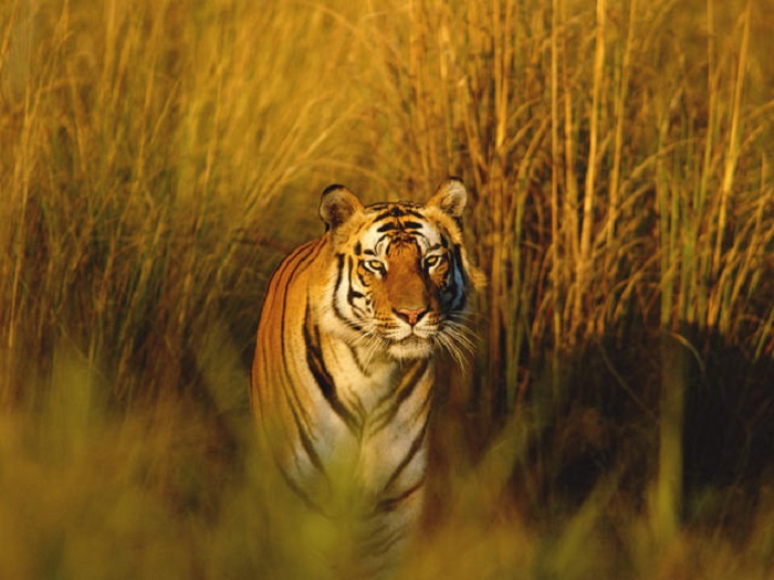 Photo Credit http://www.worldwildlife.org/species/bengal-tiger 