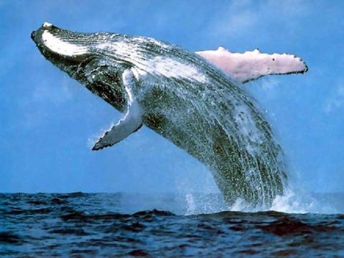  Photo Credit https://designeranimals2011.wikispaces.com/Blue+Whale 