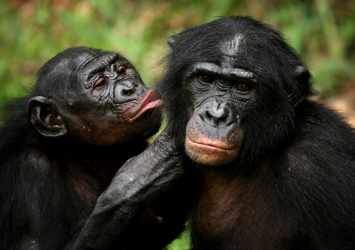 Photo Credit http://www.ibtimes.com/endangered-bonobos-further-threatened-forest-loss-poaching-study-1487646