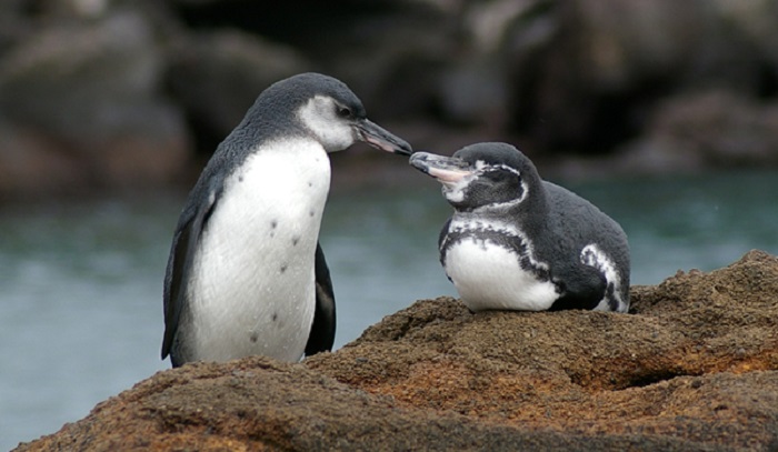 Photo Credit http://www.galapagos.org/conservation/increasing-the-galapagos-penguin-population/
