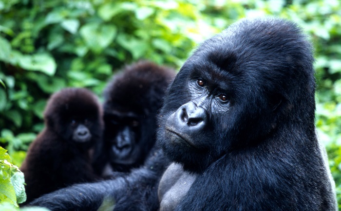 Photo Credit http://wwf.panda.org/wwf_news/?206716/Mountain-gorilla-population-grow