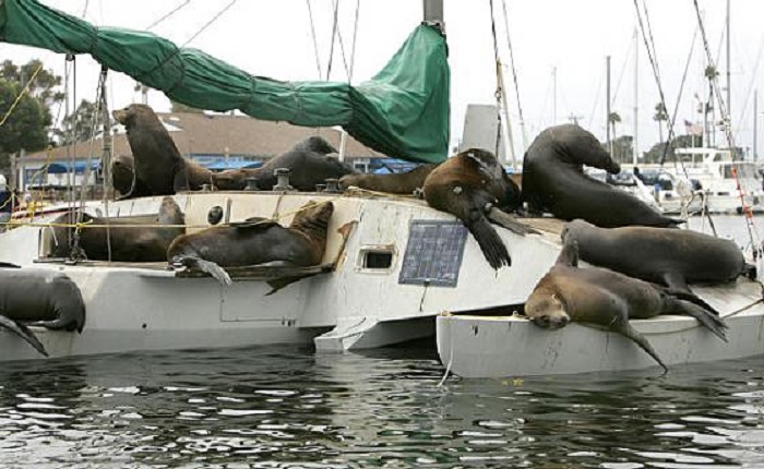 Photo Credit http://www.ocregister.com/articles/sea-109208-lions-boat.html 