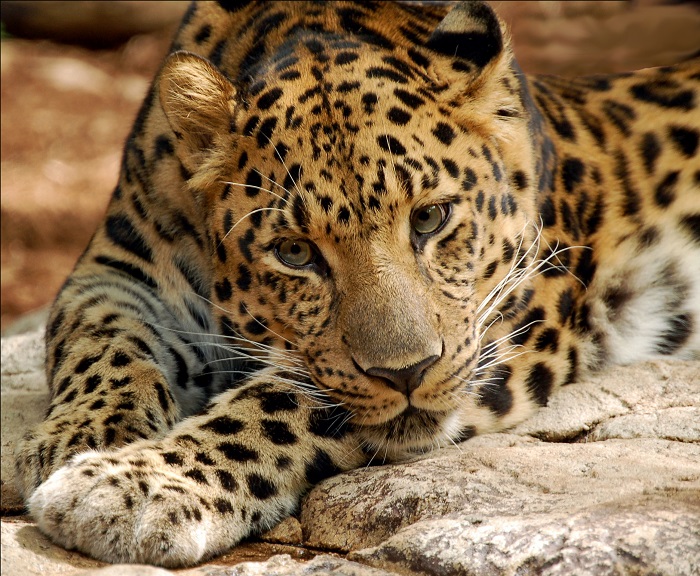 Photo Credit https://en.wikipedia.org/wiki/Amur_leopard 