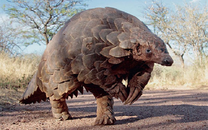 Photo Credit http://www.telegraph.co.uk/news/earth/wildlife/11374800/Pangolins-13-facts-about-the-worlds-most-hunted-animal.html 
