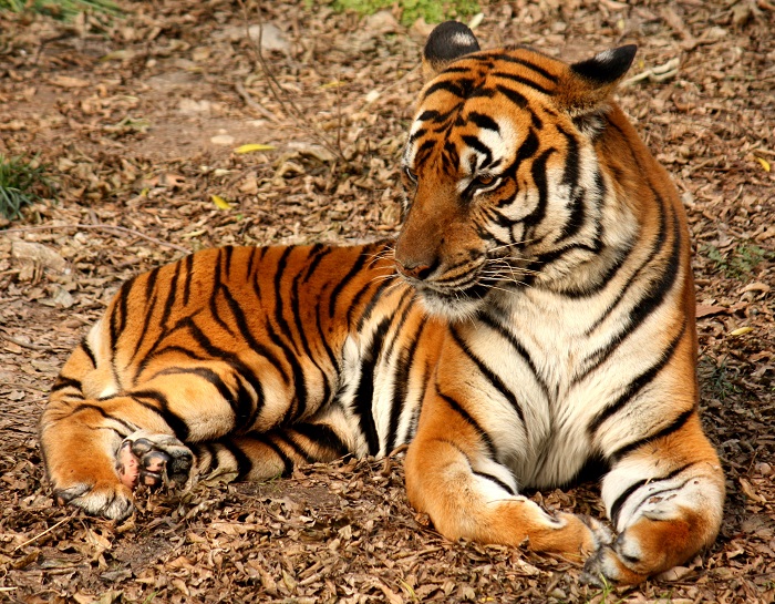 Photo Credit https://en.wikipedia.org/wiki/South_China_tiger 