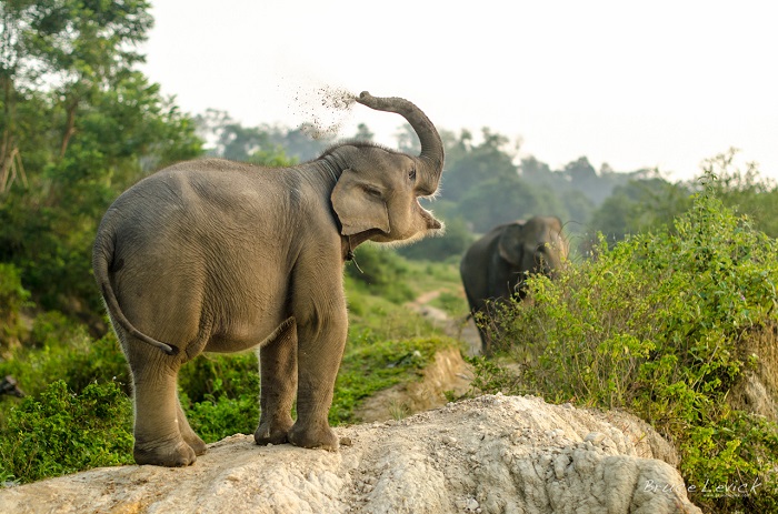 Photo Credit http://www.berdiri.org/wildlife/sumatran-elephants/ 