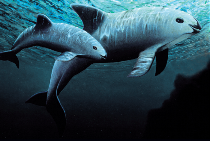 Photo Credit https://www.oceanfdn.org/blog/vaquita-fast-lane-extinction 