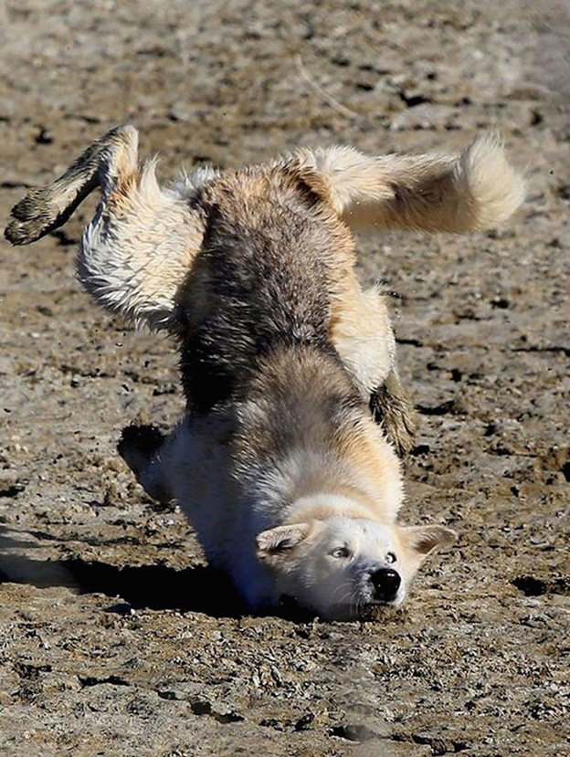 Photo Credit:http://www.earthporm.com/25-perfectly-timed-dog-pictures/ 