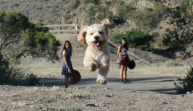 Photo Credit:https://www.thedodo.com/perfectly-timed-giant-dog-photos-1251826281.html 